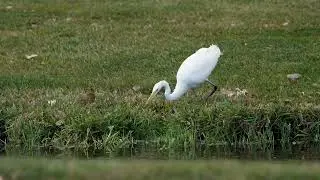 Stock Video - Great Egret hunting for food in slow motion