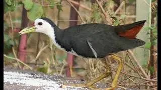 Suara Jerat burung ruak ruak gacor terbaru!