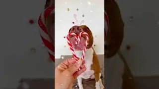 Christmas Dog Photoshoot Idea 📸 Candy Cane Heart & Peanut Butter! 🎄🐾