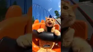 Cat regrets trying roller-coaster #funny #cat #rollercoaster #flashvam