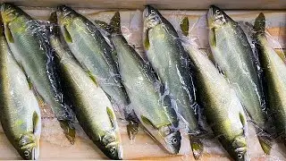 EU Parliament votes to ban electric pulse fishing