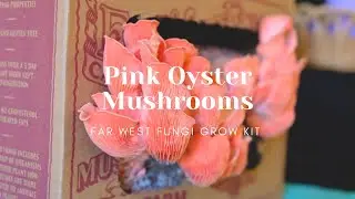 Harvesting Pink Oyster Mushrooms & Chamomile Flowers