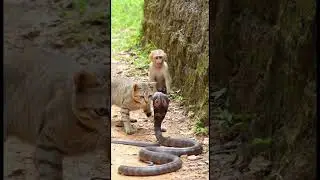Cat Fights Cobra to Protect Little Monkey 😱🐍 | Hero Cat Moment #cat #snake #cobra #cats