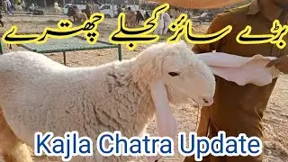 shahpur kanjara Bakra mandi ///shatra updates on cheapest prices dumba Lahore Pakistan