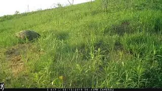 Great Horned Owl Hunting Rabbits
