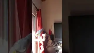 Sarcastic talking African Grey