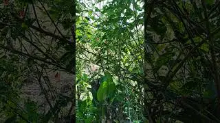 Um beija flor | Natureza linda #natureza #naturezasurpreendente