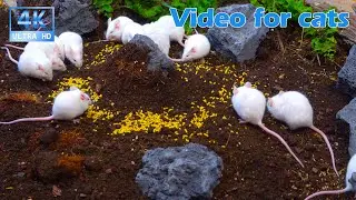 Cat TV for Cats to Watch 😺 Mice Sniffing and Digging Beside Forest Logs 🐭🌲🐾