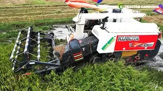 Incredible Safety Operator Combine Harvester Kubota Skills Worker | Rice Cutting In Deep Muddy