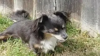 Local shelter raises money for pets through new crowdfunding site