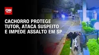 Cachorro protege tutor, ataca suspeito e impede assalto em SP