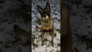 Responds To Commands&hellip; Not For Circus Tricks #belgianmalinois
