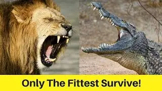🔥(2018) Only The Fittest Survive! -Documentary Exclusive HD