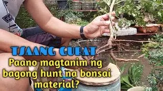 How to plant a bonsai material?#bonsai