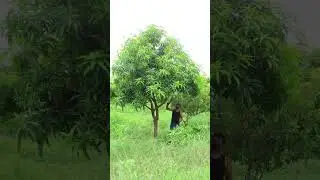 How To Prune A Mango Tree