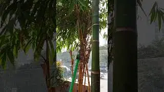 লনে সুসজ্জিত বাগান সকল।Well-groomed gardens on lawns.