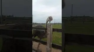 Кормим страусов 🪶🩷