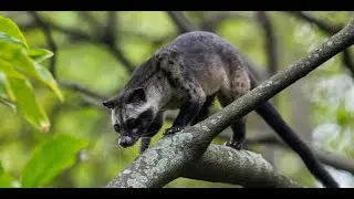 Asian Palm Civet