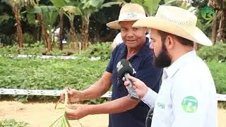 CULTIVAR DE ALHO EMBRAPA BRS HOZAN NA AGROBRASILIA