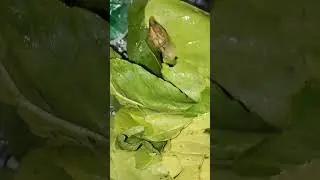 #caramujo  OLHA QUE ACHEI NA FOLHA DA RÚCULA