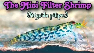 NEW Species Spotlight: The Mini Green Lace Filter Shrimp! Care Guide. Freshwater Atyopsis pilipes