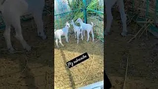 goat kids barbari goat