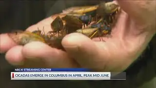 2021 cicadas emerge in Columbus in April, peak mid June
