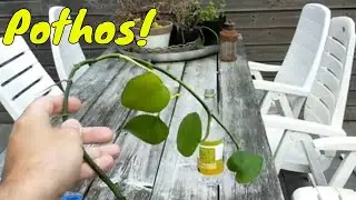 Gaat deze KAMERPLANT mijn AQUARIUMSTELLING verbeteren?!