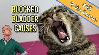 Causes of Bladder Obstruction in Cats (it's not just infection!) - Cat Health Vet Advice