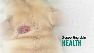 Move Kenazole Shampoo &ndash; Chlorhexidine Gluconate and Ketoconazole