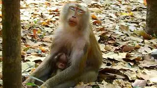Monkey Lovely Family EP #3 #craft #monkkey #wildlife #ideas #fyp #marbles