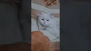 Cute male cat #worldcat #cat #subscribe #catsloversworld #felineworld #catlover #catvideos #pets