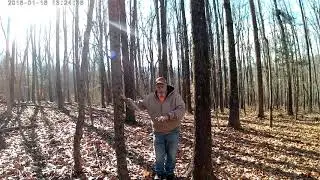Tree Regeneration