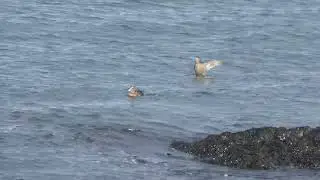 Common Eider sea-ducks in Iceland