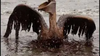 song/video in protest of BP Gulf Oil Spill