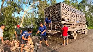 Moments of Loading Ducks onto Trucks: Free-Range Duck Farmers in Action