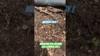 Let&rsquo;s release sonic the hedgehog! #millipede #gardeningtips  #garden  #gardening  #organic  #vegan
