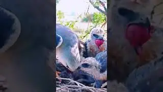 These baby eagles are eating mice
