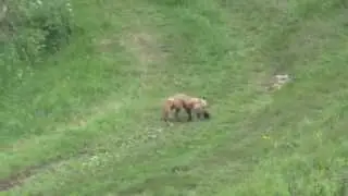 Fox Kills Woodchuck