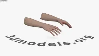 Female Hands 3D model by 3DModels.org