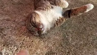 Gatto randagio tigrotto affamato. 