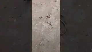 lovely  snake 🐍 🐍🐍shorts video