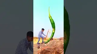 big mirch cut by kuhada photography 📸 #creative photography idea's 💡 #status #short