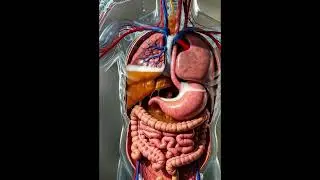 Drinking Water, Alcohol & Milk Explained | Human Body Inside View 