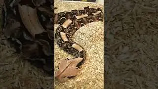 A dignified menacing Gabonese viper😍🐍