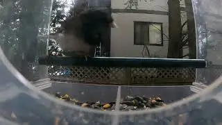 Birds in Slow Motion | Bird Feeder Cam