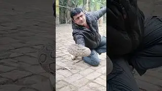 🙏please subscribe 🙏#snakes #shortfeed #snakevideo #virals #shorts #trendingnow  #ytshorts