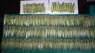 たった4時間で外来カマキリを250匹以上大乱獲しました...