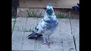 Pigeon Dunek - Amazing Skills (slow motion)