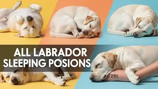 What Your Labrador’s Sleeping Position Really Means 😴🐶 (You’ll Be Shocked!)